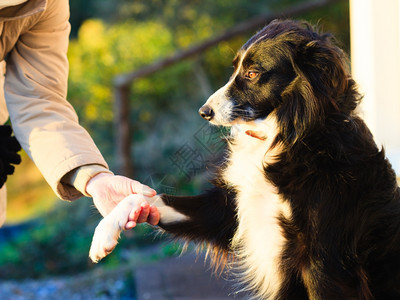 野外握手的狗爪和雌人类狗之间的友谊图片