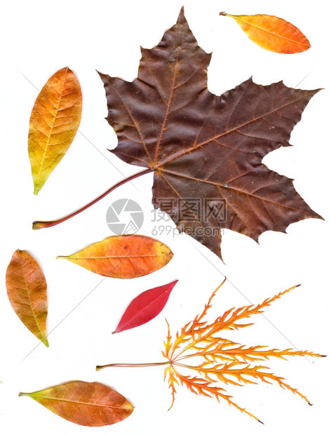 收藏美丽多彩的秋叶在白色背景上隔离色彩多的普通秋叶图片