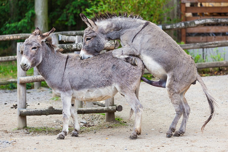 两头驴高清图片