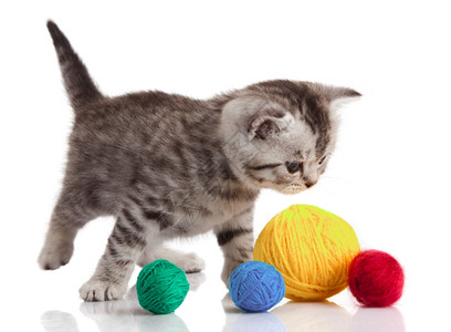 小猫有线球白色背景图片素材