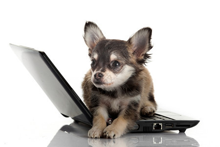 白色背景的笔记本电脑面前一条可爱的吉娃狗肖像图片