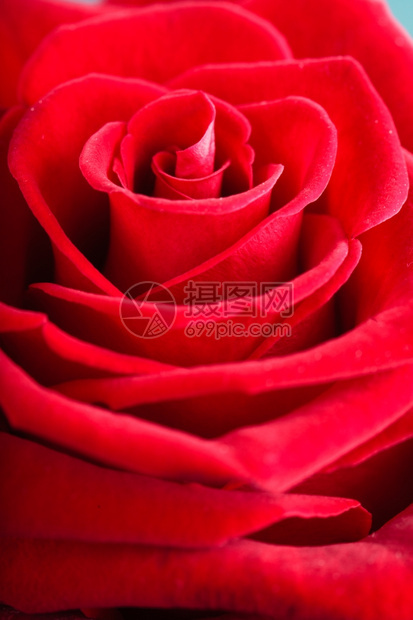 浪漫的红玫瑰花是爱情的象征图片