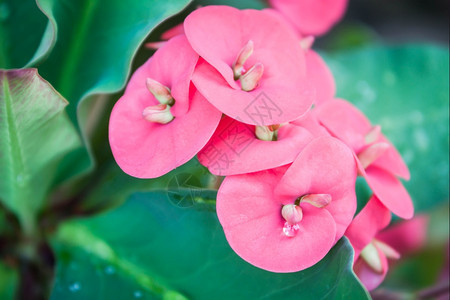 粉色波西安花朵加拉的滴图片