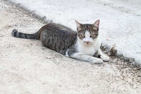 猫咪站在一边看图片