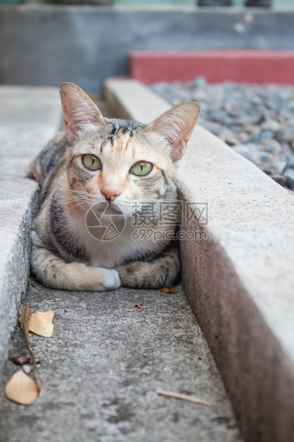 西亚马猫躺下看着摄像机图片