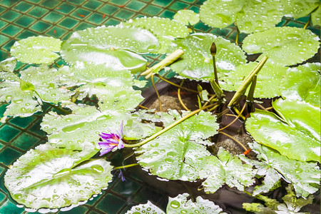 雨过后紫色莲花在游泳池里图片