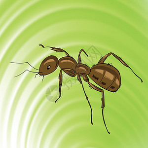 用于设计的褐蚂蚁色彩多的插图图片