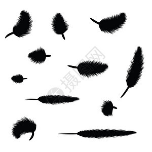 用于设计的黑色羽毛插图图片