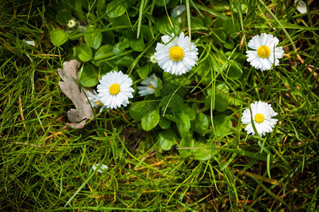 春初的征兆绿色草地上的白花朵自然图片