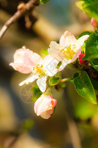 春在花园开的苹果树枝上关闭粉红色花朵图片