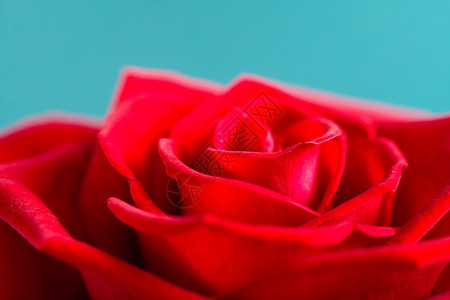 浪漫的红玫瑰花是爱情的象征图片