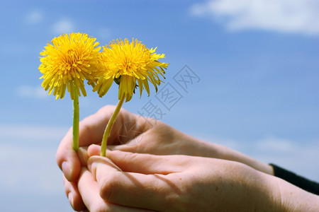 蓝天上的黄花朵手握着蓝天图片