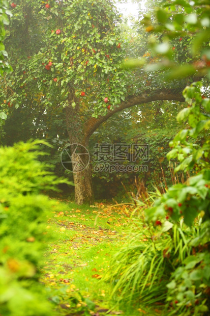 和平的风浪静花园和道路背景中的苹果树图片