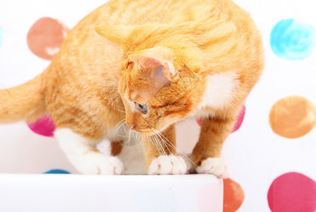家里的动物洗手池里的红可爱小猫宠图片