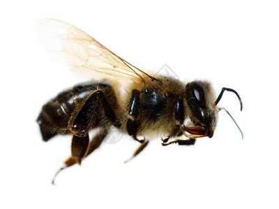 白背景的蜜蜂图片