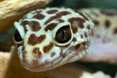 美洲豹热带蜥蜴图片