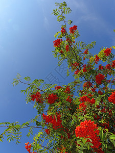 一棵树上秋红的山莓蓝天背景的自然降生罗万伯利灰莓图片