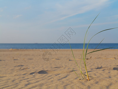 浅滩和水面上有草沙丘的波罗海图片