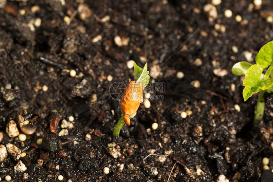 新的豆类植物从肥沃的土壤中冒出图片