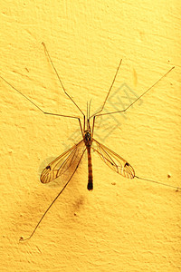 一只蚊子坐在室内的黄色墙上特图片