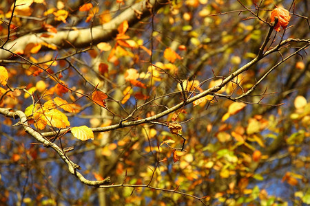 在树上的秋叶图片