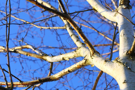 蓝色天空背景的银生树详细拍摄图片