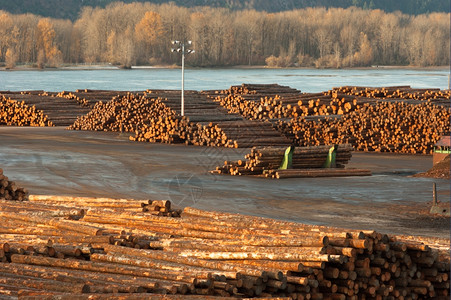 从哥伦比亚河出口伐木业的大型储存场图片