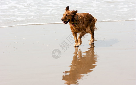 在太平洋冲浪边缘奔跑的快乐狗图片