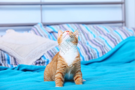 家里的动物红可爱小猫宠物咪在床上绿的毯子上图片