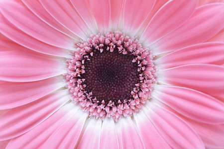 粉红色的gerbera花朵切合背景图片