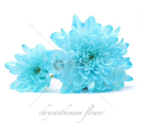 白色的蓝菊花图片
