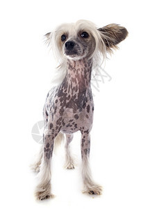 摄影棚中纯种国白骨狗的肖像图片