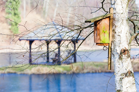 旧木箱鸟屋挂在树上的银枝露天冬图片