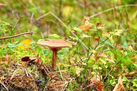 波兰欧洲在绿草原上生长的森林野蘑菇图片