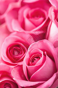 美丽的粉红玫瑰背景切换图片