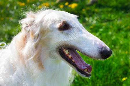 狗Borzoi俄罗斯狼犬在近肖像中微笑图片