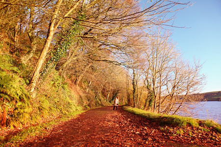 秋天之路爱尔兰科克镇女人散步棕色树叶在前景图片