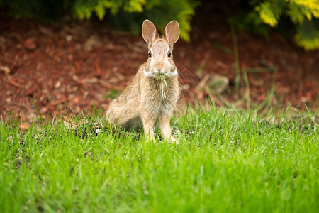 横向照片年轻野兔吃新鲜草同时向前看xA图片