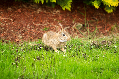 野兔吃什么草为主图片图片