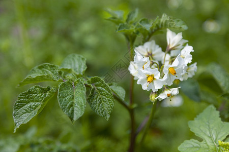 白花索拉南管状甘油土豆背景图片