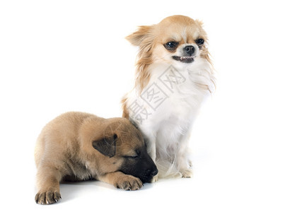 白种背景的小狗Belgian羊犬麦地诺和Chihuahua图片