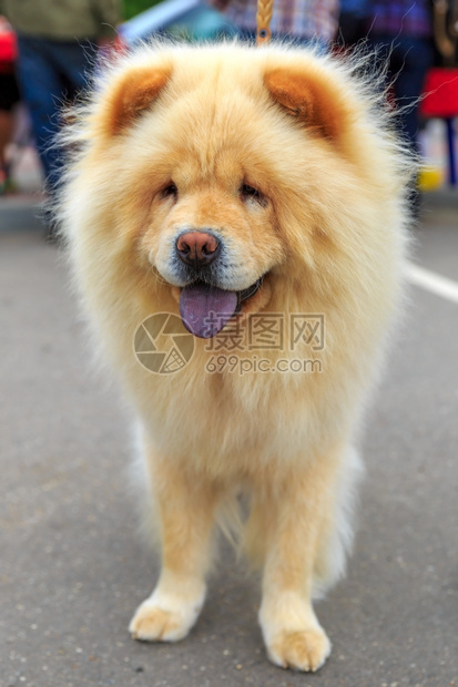 专注于狗口罩浅的田野图片