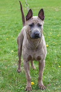 RhodesianRidgeback家养的狗被捆绑在皮带上专注于狗口罩浅的野外图片