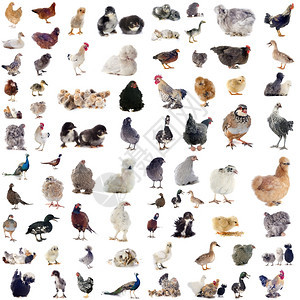 白色背景前的一群家禽图片