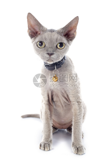 白色背景面前的devonrex猫