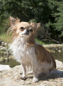 河中可爱的纯种小狗吉娃肖像图片
