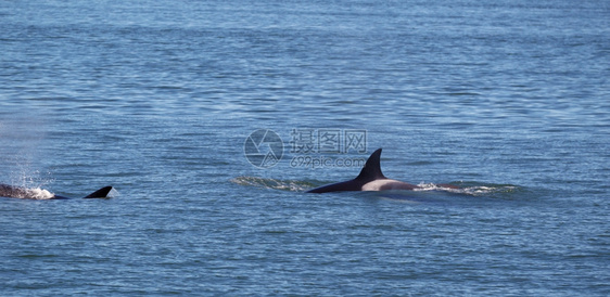 在圣胡安群岛内两个年轻的成人Orca鲸的横向照片相继随图片