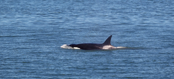 在圣胡安群岛内一个年轻成人Orca鲸OrcaWhale的横向照片图片