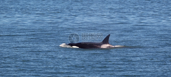 在圣胡安群岛内一个年轻成人Orca鲸OrcaWhale的横向照片图片