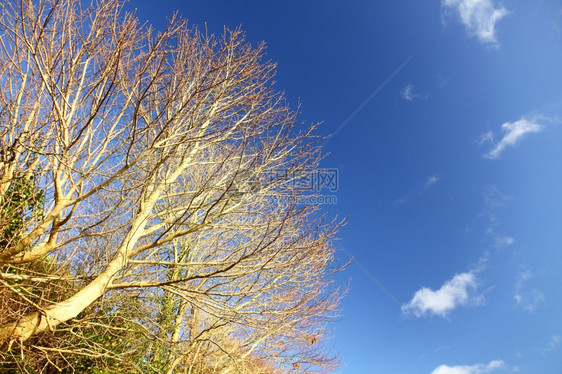 树枝与蓝天图片